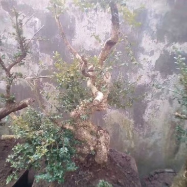 黄杨盆景