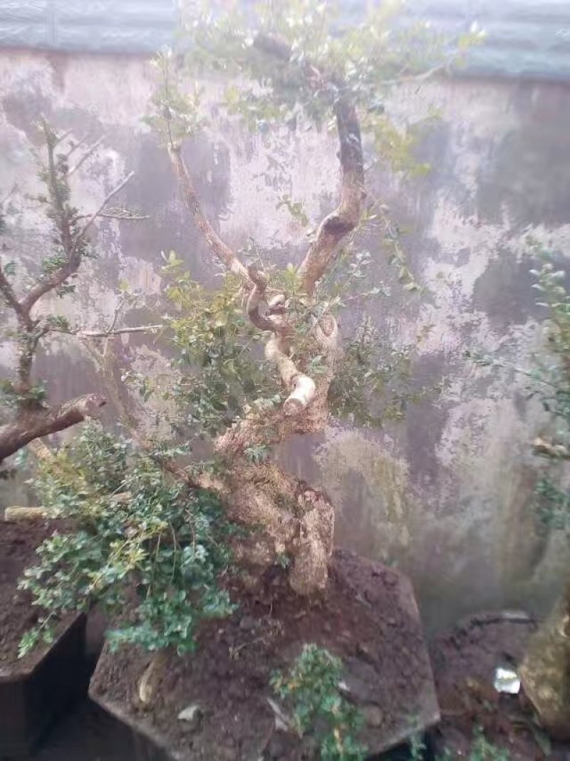 黄杨盆景