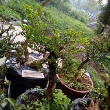 黄杨盆景