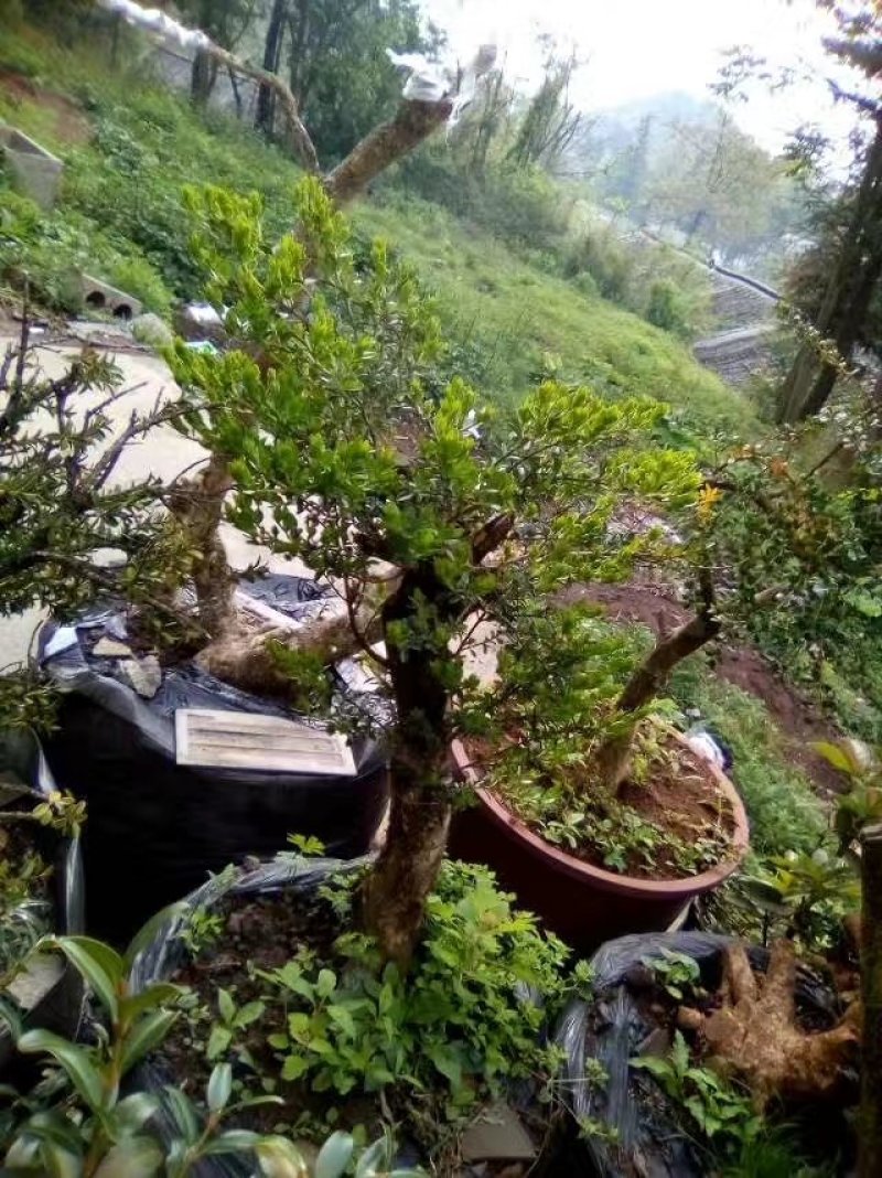 黄杨盆景