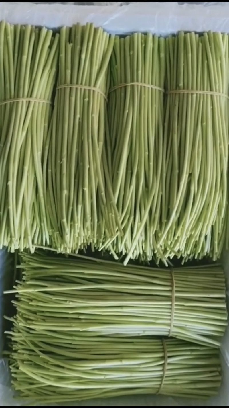 400亩云南藜蒿，现大量出货，有需要的📞