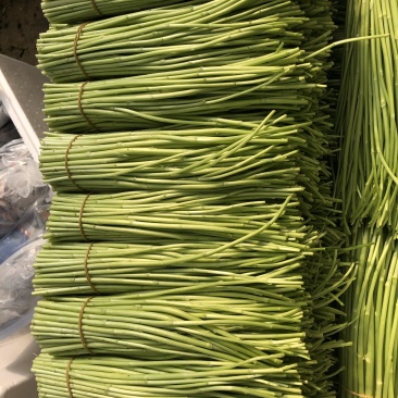 400亩云南藜蒿，现大量出货，有需要的📞
