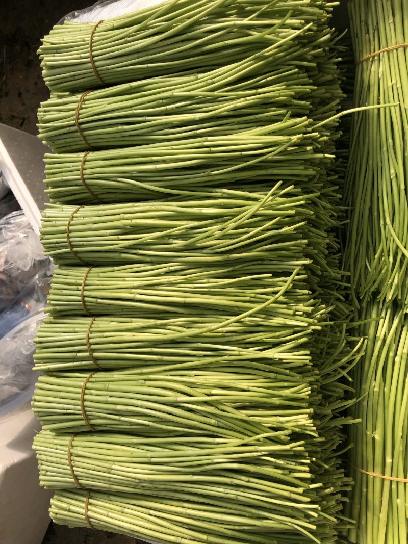 400亩云南藜蒿，现大量出货，有需要的📞