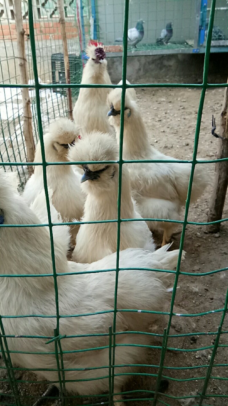 泰和白凤乌鸡种蛋，鸡苗