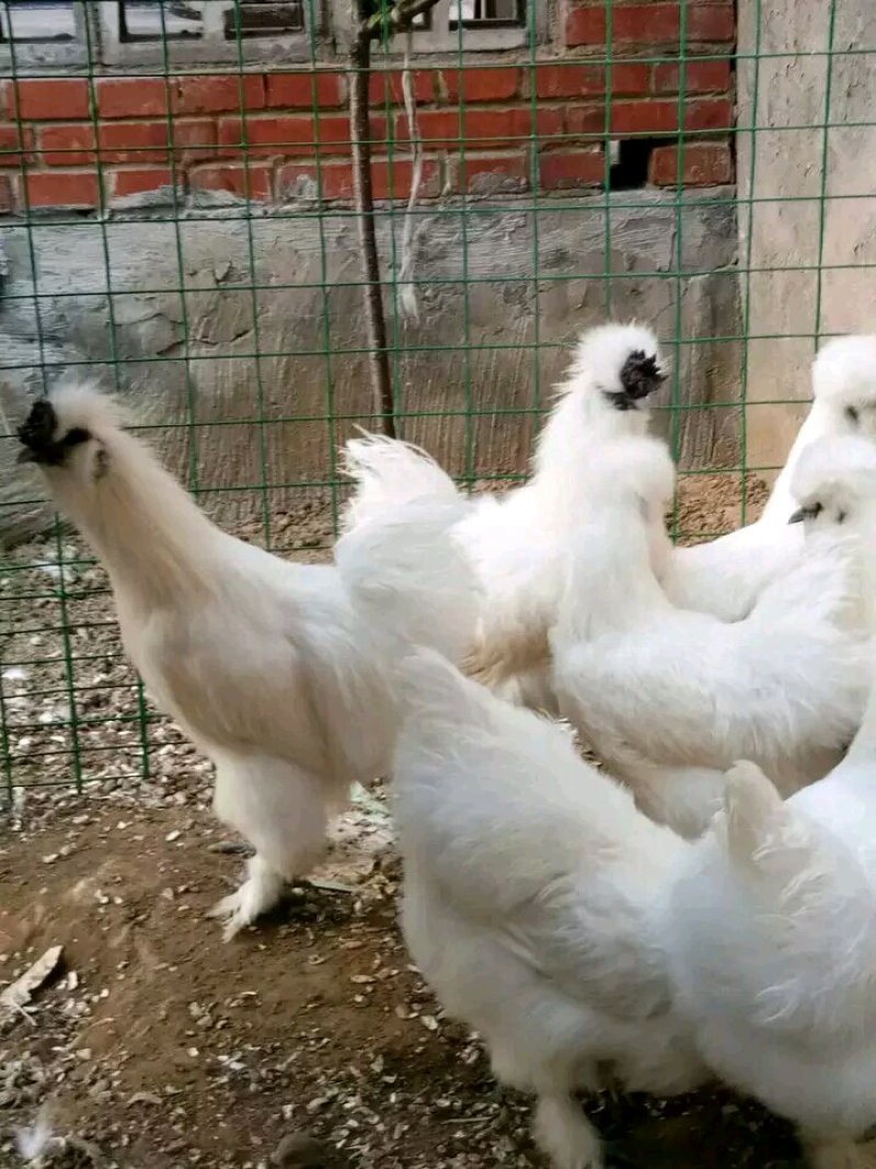 泰和白凤乌鸡种蛋，鸡苗
