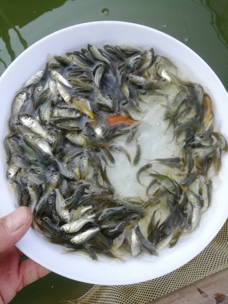 鲤鱼苗建鲤鱼苗禾田鲤鱼苗淡水鱼苗批发