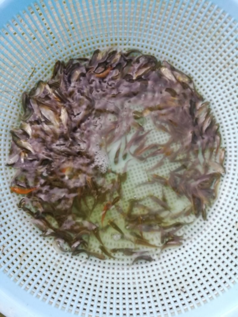鲤鱼苗建鲤鱼苗禾田鲤鱼苗淡水鱼苗批发