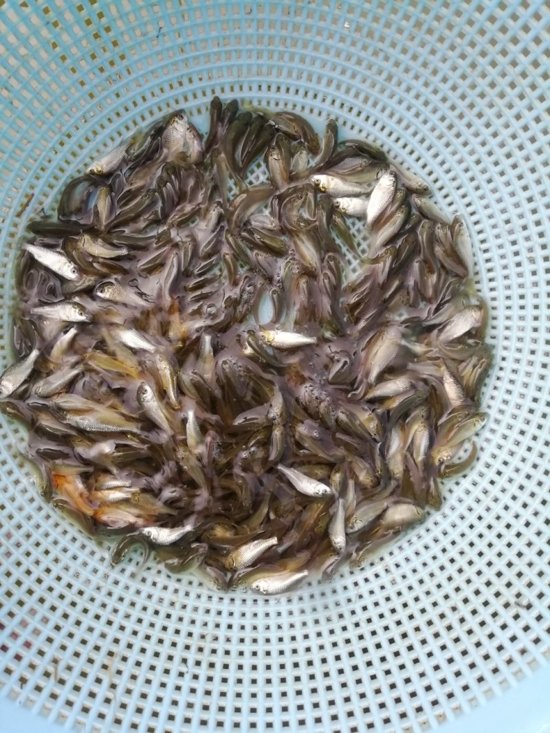 鲤鱼苗建鲤鱼苗禾田鲤鱼苗淡水鱼苗批发