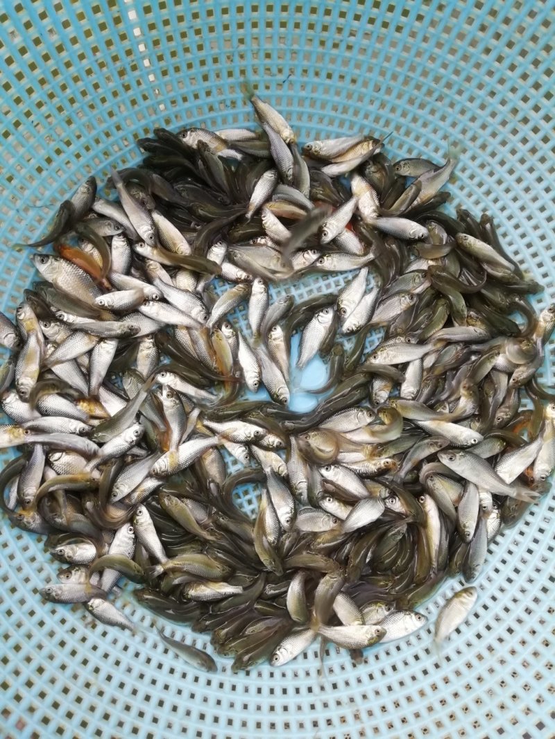 鲤鱼苗建鲤鱼苗禾田鲤鱼苗淡水鱼苗批发