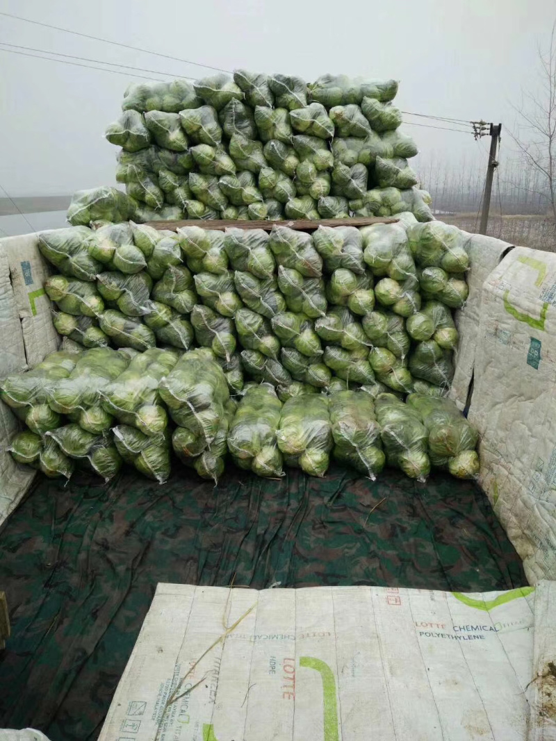 【荐】园甘蓝湖北甘蓝长期大量供应，可走市场加工厂
