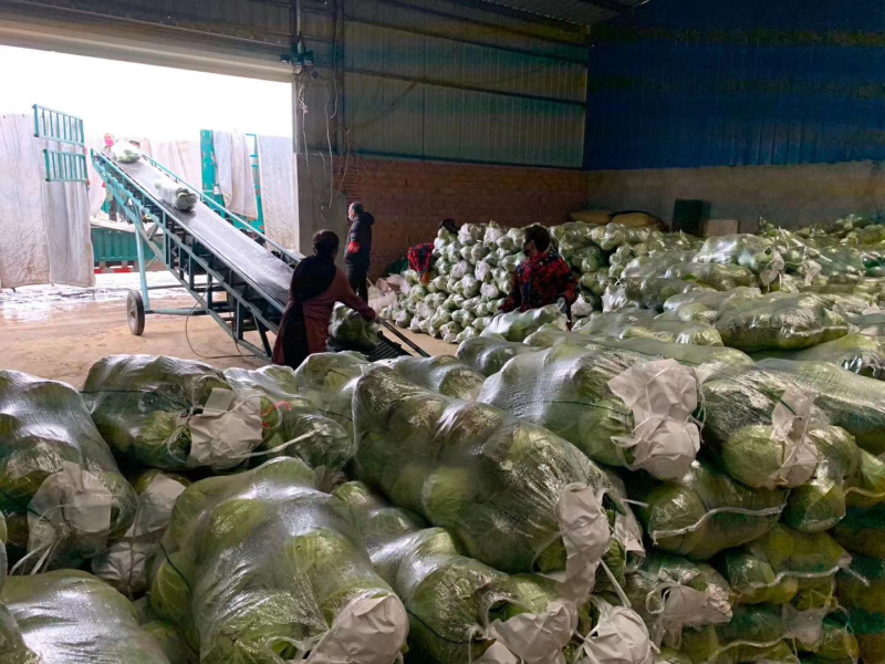 【荐】园甘蓝湖北甘蓝长期大量供应，可走市场加工厂