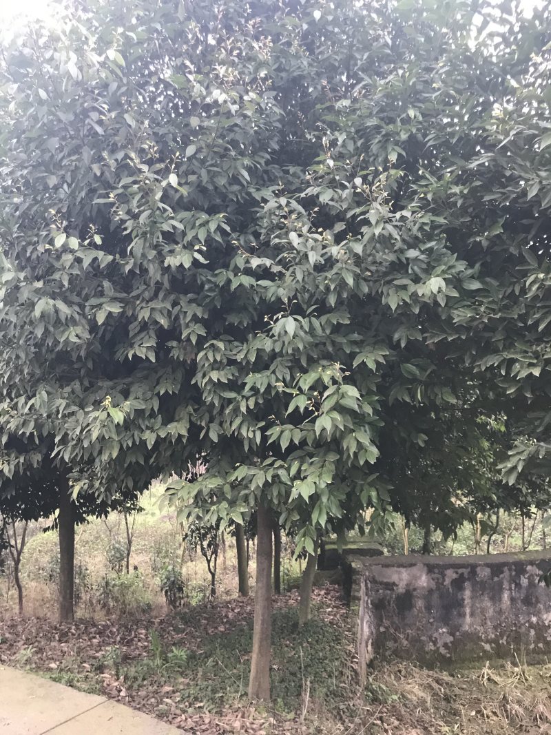 天竺桂2到15公分原产地，高度5米，冠幅3米