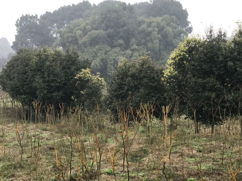 天竺桂2到15公分原产地，高度5米，冠幅3米