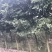 天竺桂2到15公分原产地，高度5米，冠幅3米