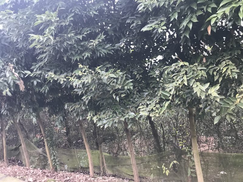 天竺桂2到15公分原产地，高度5米，冠幅3米
