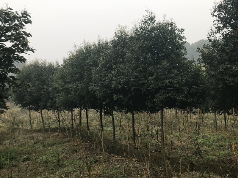 天竺桂2到15公分原产地，高度5米，冠幅3米