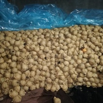 晚秋黄梨种植基地直销