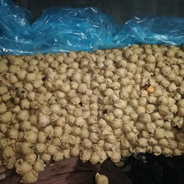 晚秋黄梨种植基地直销