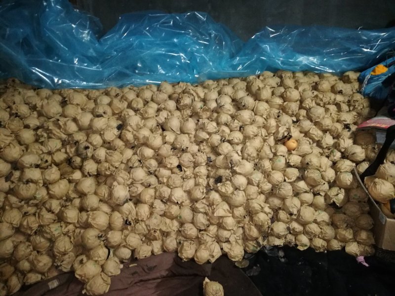 晚秋黄梨种植基地直销