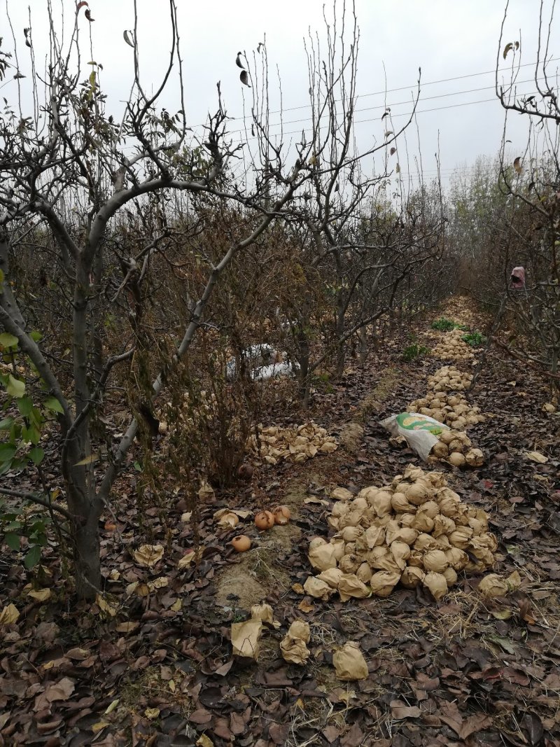 晚秋黄梨种植基地直销