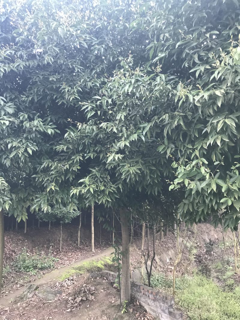 天竺桂2到15公分原产地，高度5米，冠幅3米