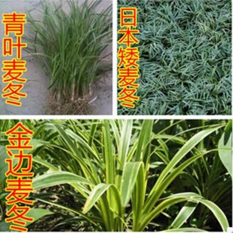 麦冬草日本矮麦冬草高档庭院耐寒四季常青中叶细叶金边麦冬