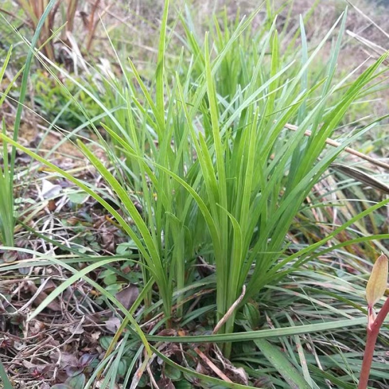 麦冬草日本矮麦冬草高档庭院耐寒四季常青中叶细叶金边麦冬