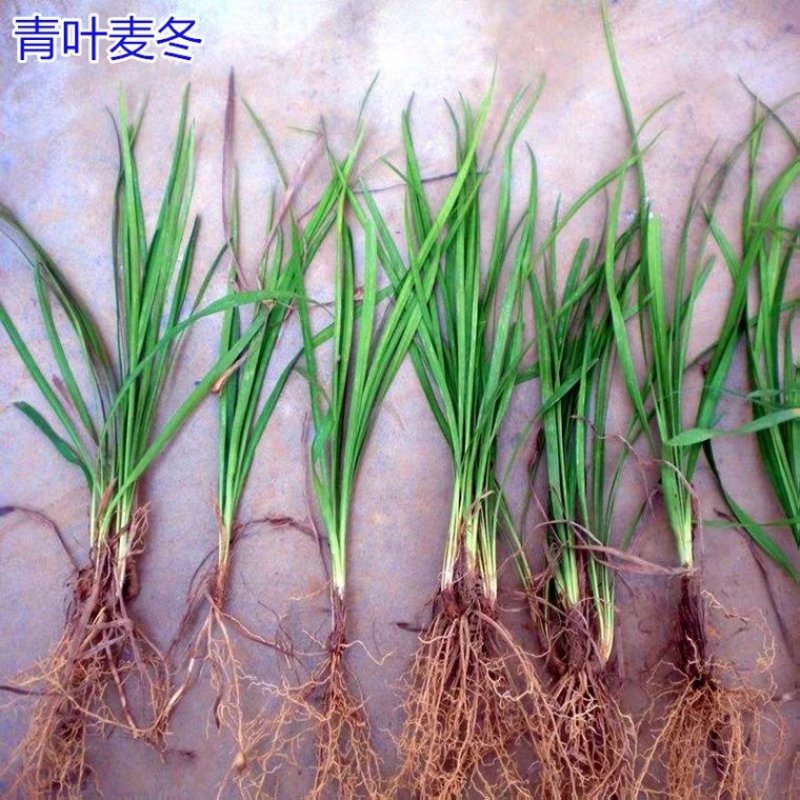 麦冬草日本矮麦冬草高档庭院耐寒四季常青中叶细叶金边麦冬