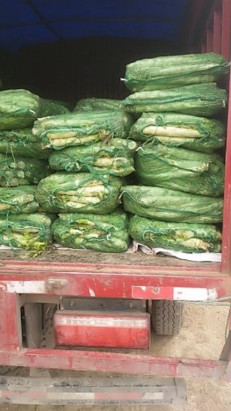 【推荐】精品红叶莴苣产地一手货源诚信合作量大优惠