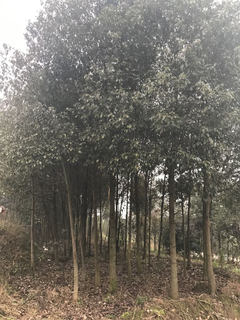 香樟树10到15公分原产地出