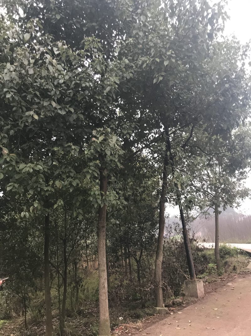 香樟树10到15公分原产地出