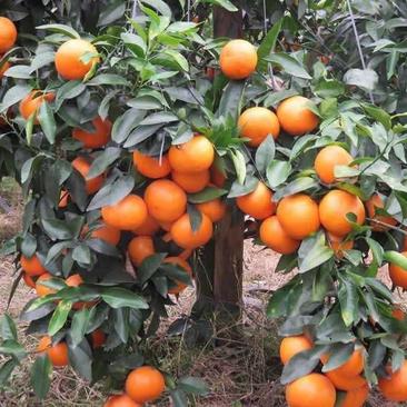 沃柑柑橘纯甜口感产地供应代发代办一条龙服务