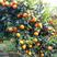 沃柑柑橘纯甜口感产地供应代发代办一条龙服务