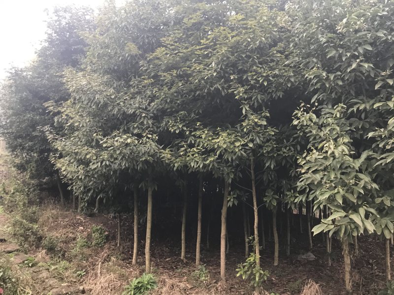 金丝楠木小叶桢楠原产上车价
