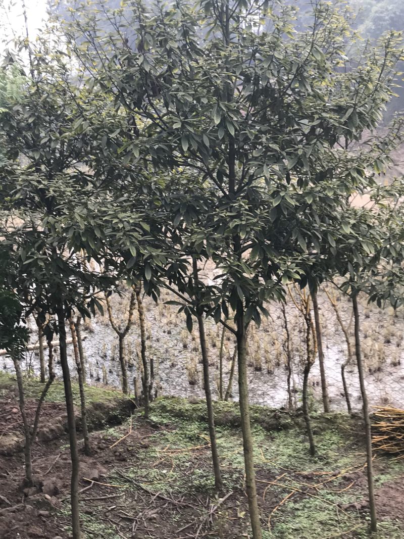金丝楠木小叶桢楠原产上车价