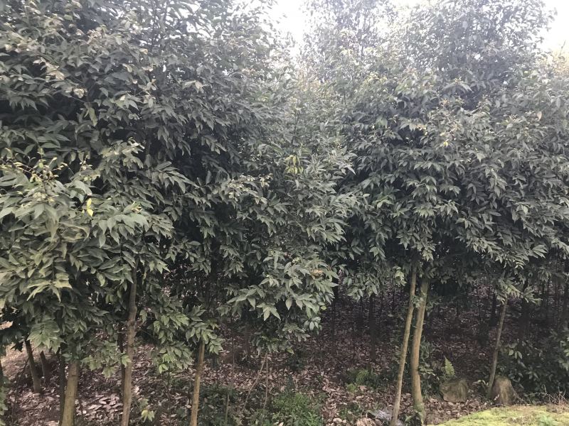 金丝楠木小叶桢楠原产上车价