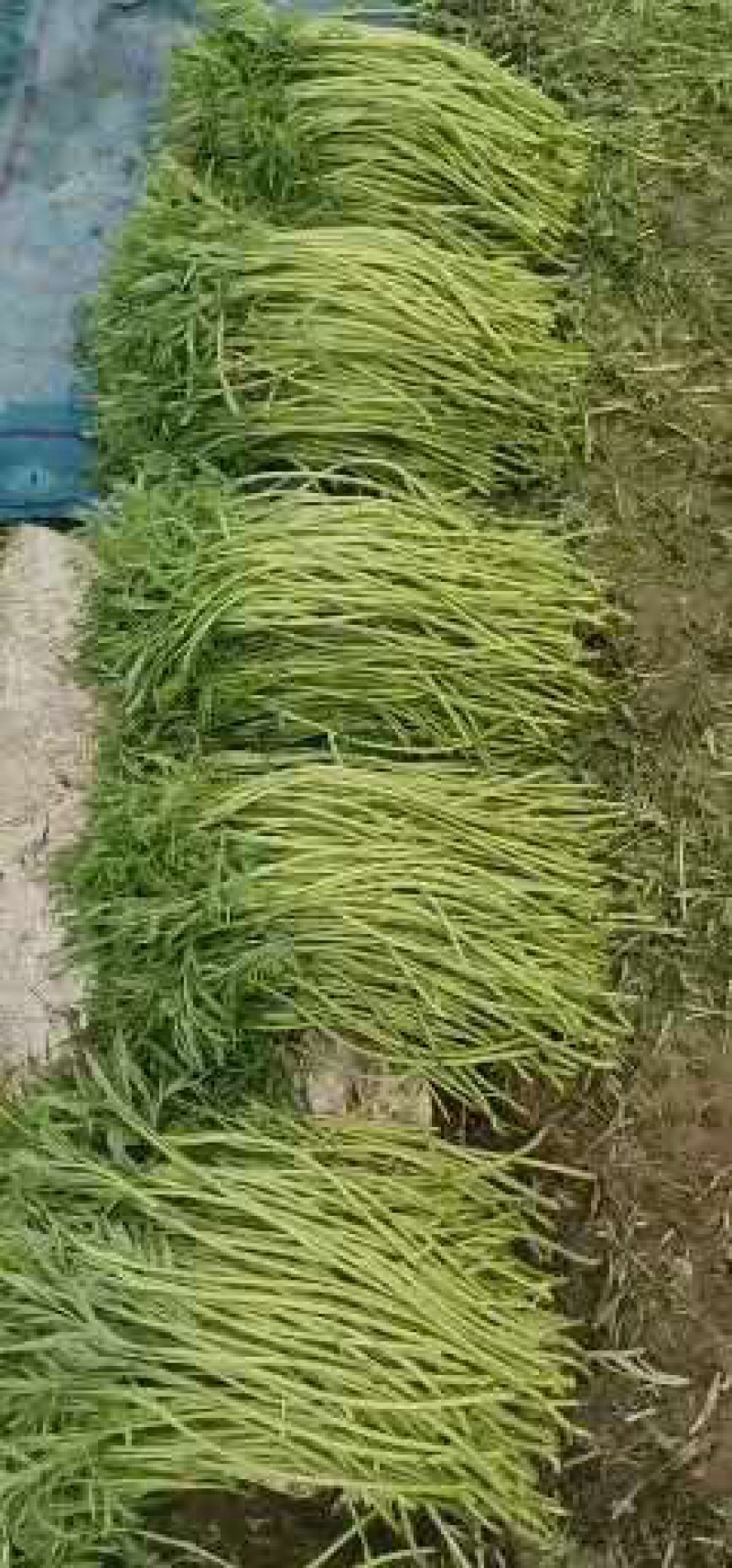 绝对精品芦蒿，包您满意，大量上市