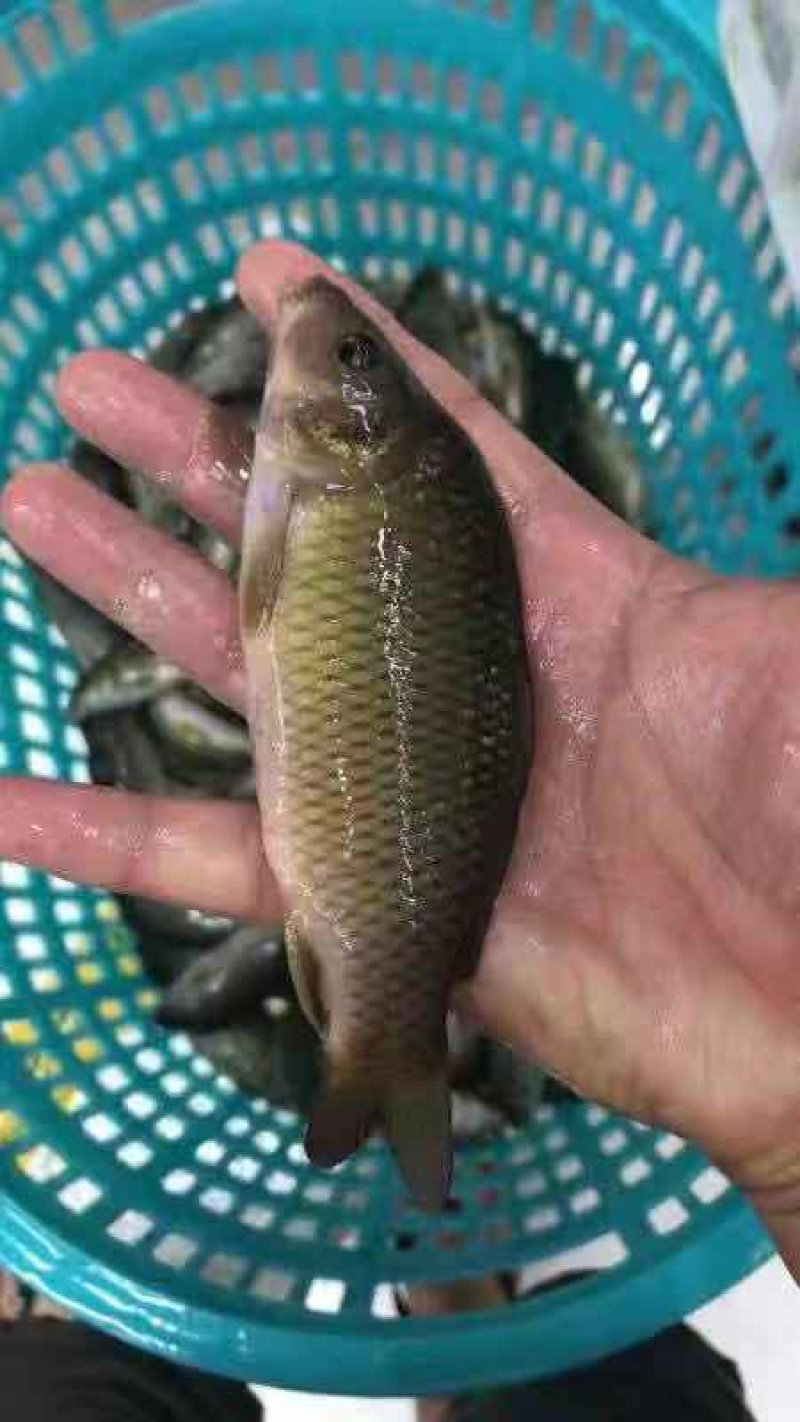 禾花鲤鱼苗禾花鱼苗乌鲤鱼苗+自孵水花(成品包回收)