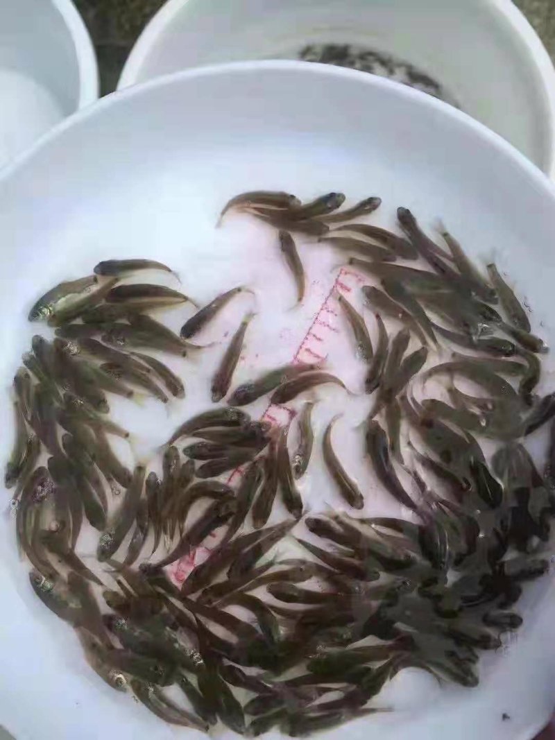 禾花鲤鱼苗禾花鱼苗乌鲤鱼苗+自孵水花(成品包回收)