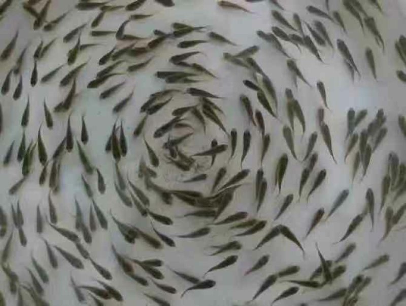 禾花鲤鱼苗禾花鱼苗乌鲤鱼苗+自孵水花(成品包回收)