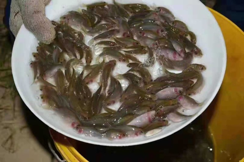 禾花鲤鱼苗禾花鱼苗乌鲤鱼苗+自孵水花(成品包回收)