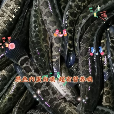 👍👍👍志盛水产黑鱼，营养高，含维生素