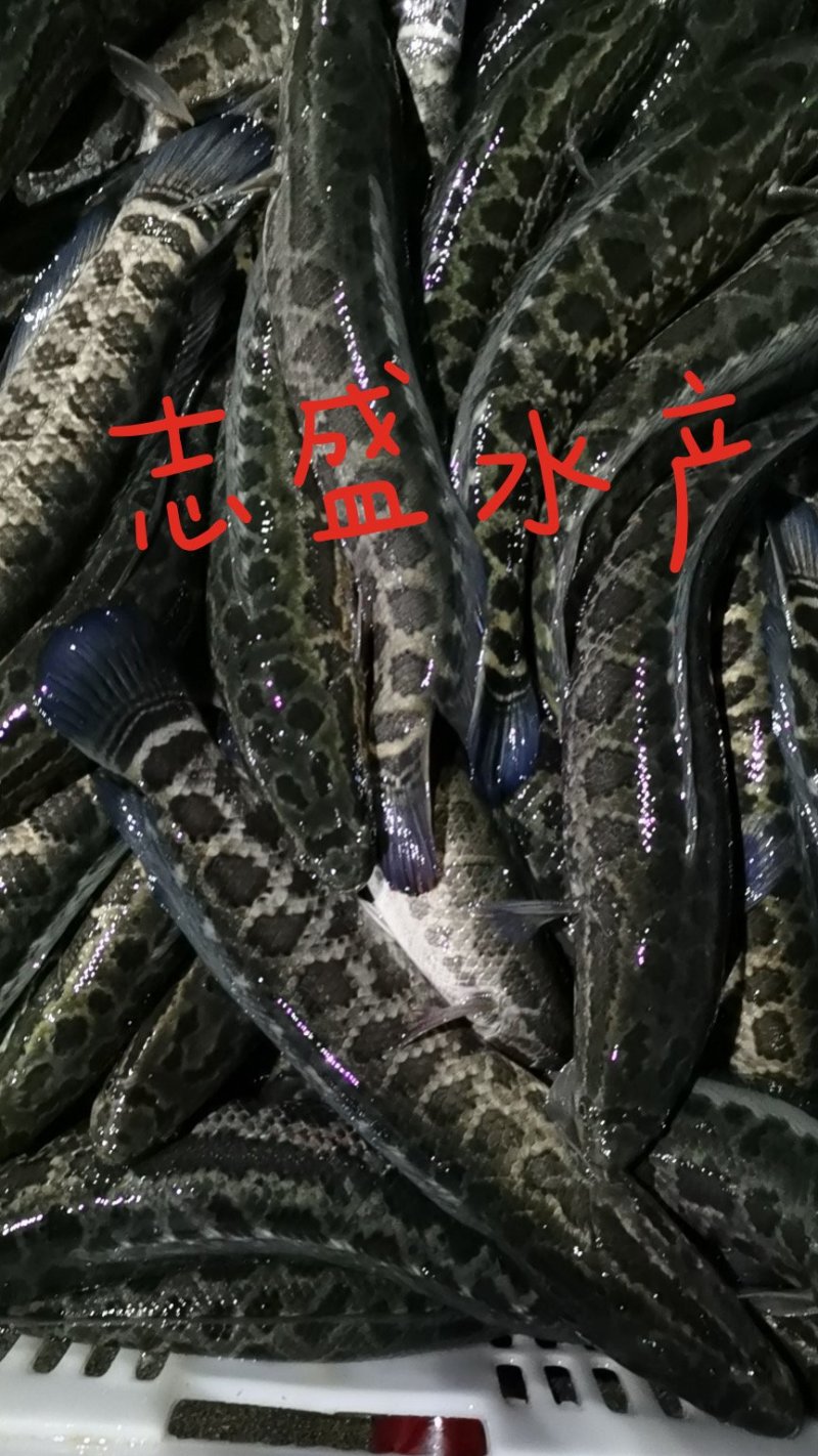 👍👍👍志盛水产黑鱼，营养高，含维生素