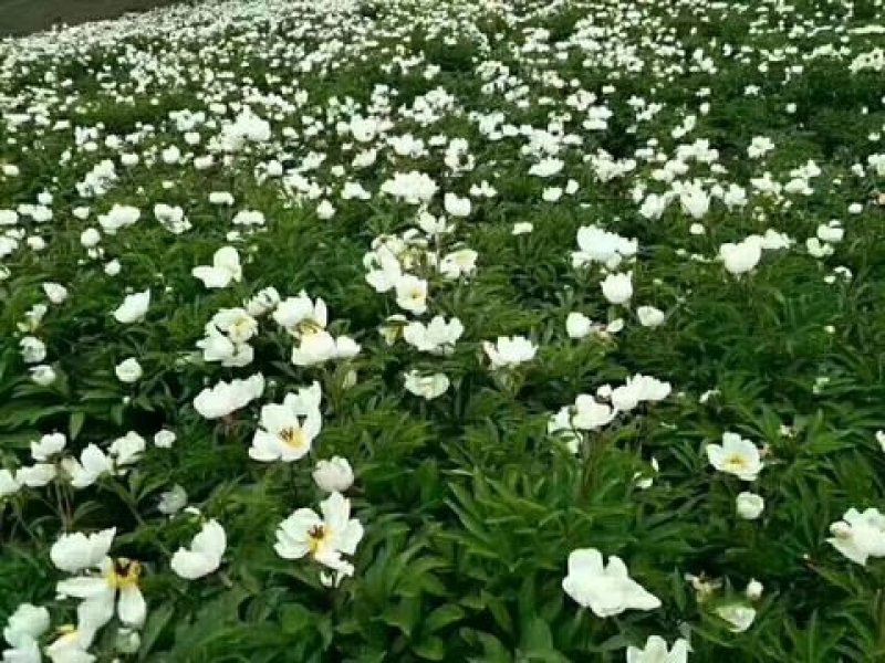 赤芍内蒙古赤芍干货大货