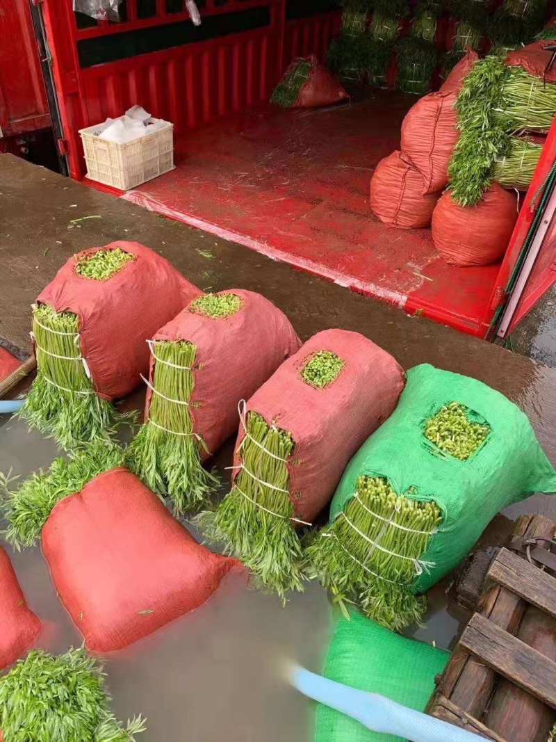 绝对精品芦蒿，包您满意，大量上市