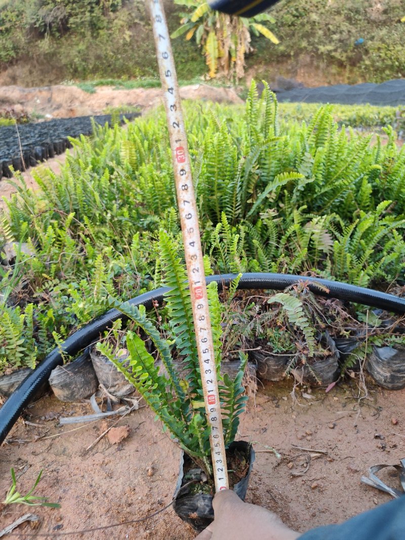 排骨草肾蕨杯苗五斤袋七斤袋东莞基地一手货源