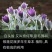 白头翁（毛骨朵花）种苗