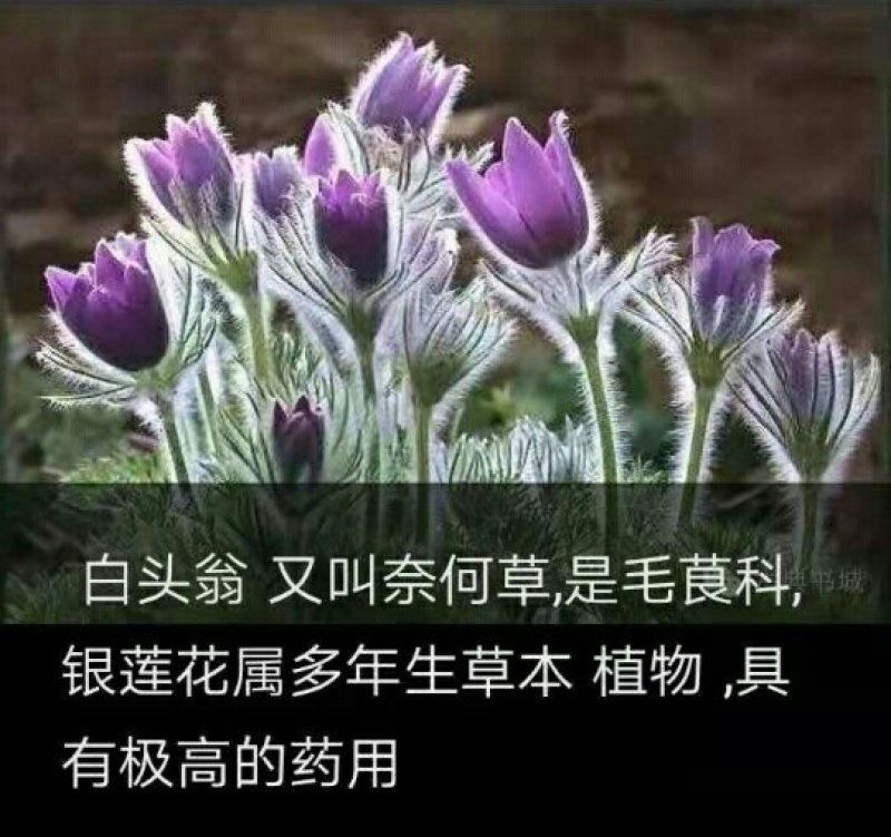 白头翁（毛骨朵花）种苗
