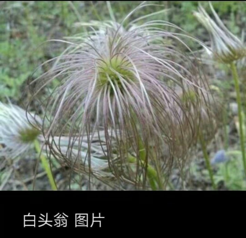 白头翁（毛骨朵花）种苗