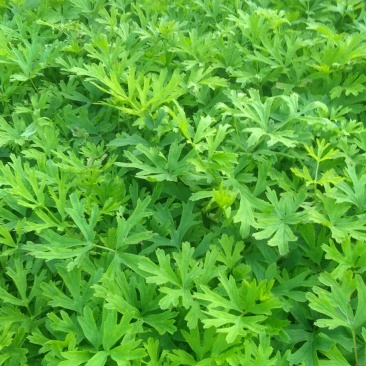 白头翁（毛骨朵花）种苗